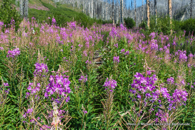Floe Lake Trail on the Rockwall Trail route. Floe Lake Trail on the Rockwall Trail route.