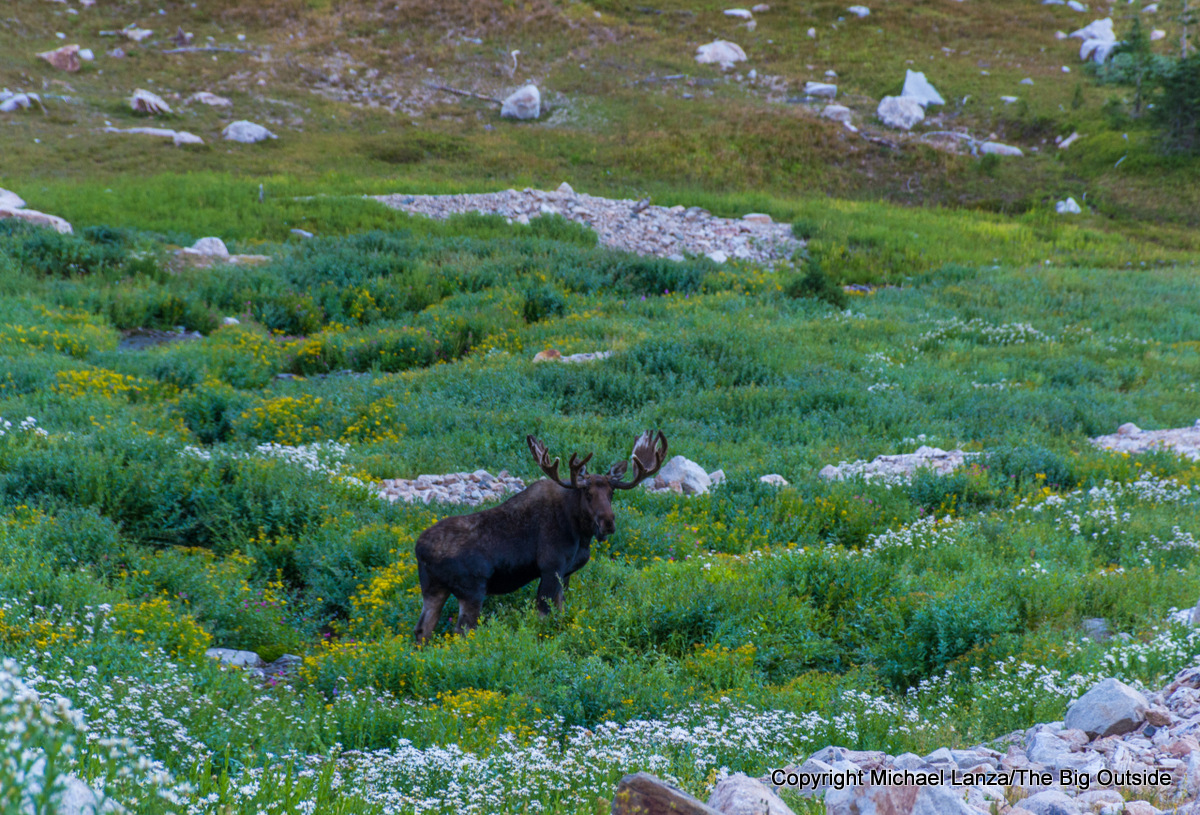 A moose along the Teton Crest Trail, North Fork Cascade Canyon, Grand Teton National Park.