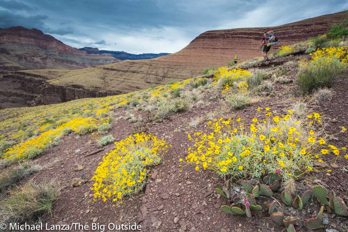 Backpackers and wildflowers along the Grand Canyon's Escalante Route.
