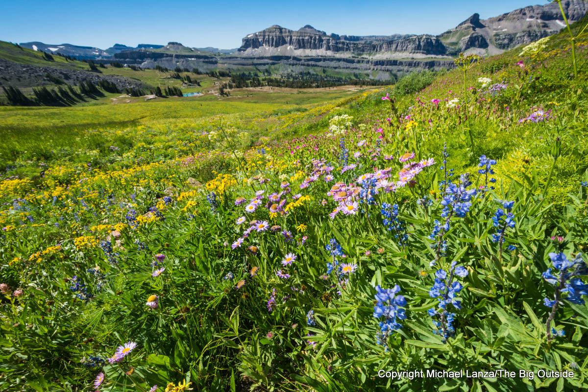 Wildflowers along the Teton Crest Trail, Grand Teton National Park.
