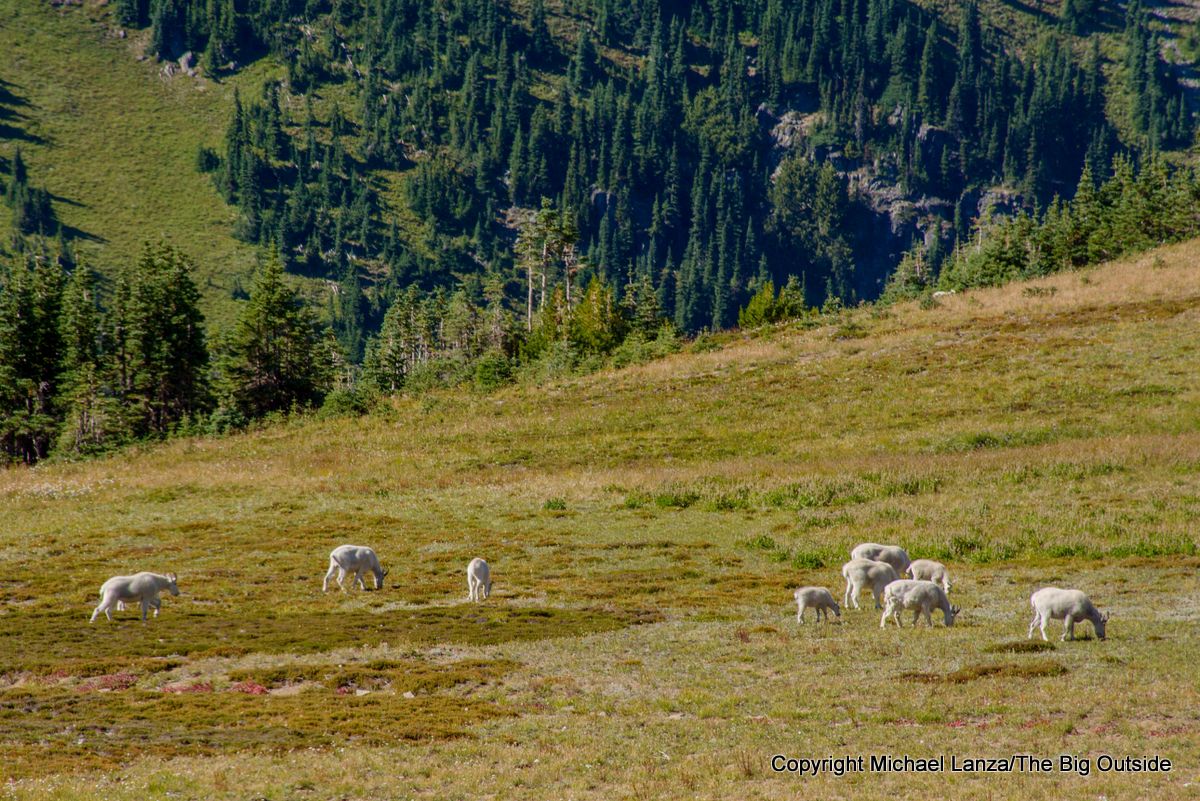 Mountain goats in Berkeley Park near the Wonderland Trail, Mount Rainier National Park.