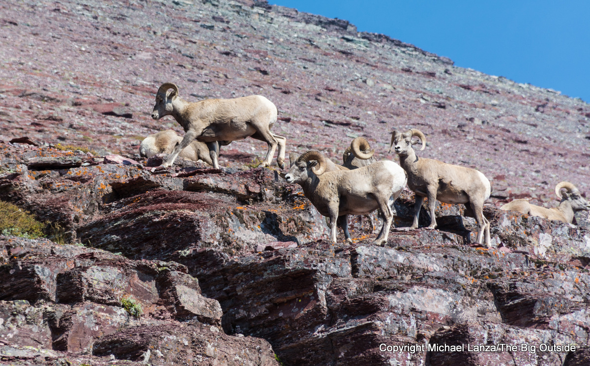 Bighorn sheep above the Redgap Pass Trail in Glacier National Park.