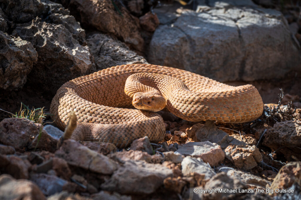 A rattlesnake along the Clear Creek Trail in the Grand Canyon. A rattlesnake along the Clear Creek Trail in the Grand Canyon.