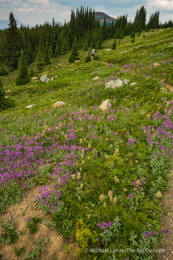 A backpacker hiking the Skyline Trail north toward Tekarra camp in Jasper National Park. A backpacker hiking the Skyline Trail north toward Tekarra camp in Jasper National Park.
