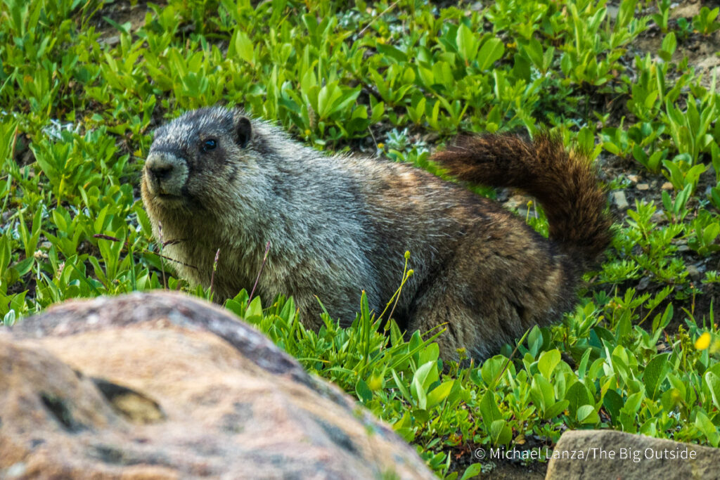 A marmot along the Skyline Trail in Jasper National Park. A marmot along the Skyline Trail in Jasper National Park.