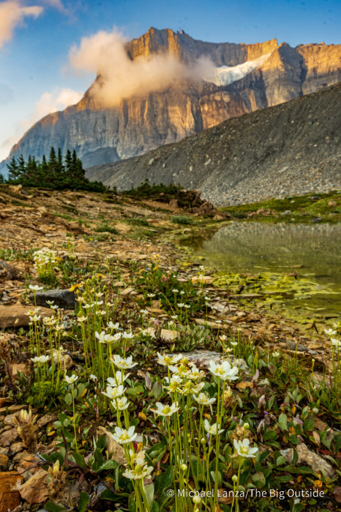 Wildflowers along Cataract Creek on the Nigel. Cataract. and Cline Passes Route in the White Goat Wilderness, Canadian Rockies. Wildflowers along Cataract Creek on the Nigel. Cataract. and Cline Passes Route in the White Goat Wilderness, Canadian Rockies.