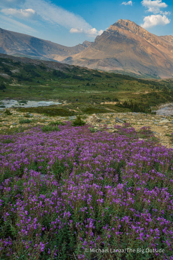 Wildflowers above Cataract Creek on the Nigel. Cataract. and Cline Passes Route in the White Goat Wilderness, Canadian Rockies. Wildflowers above Cataract Creek on the Nigel. Cataract. and Cline Passes Route in the White Goat Wilderness, Canadian Rockies.