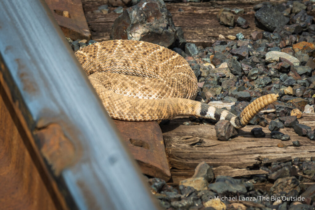 A rattlesnake near the southern trailhead of the Arizona Trail's Passage 16 in the Gila River Canyon. A rattlesnake near the southern trailhead of the Arizona Trail's Passage 16 in the Gila River Canyon.