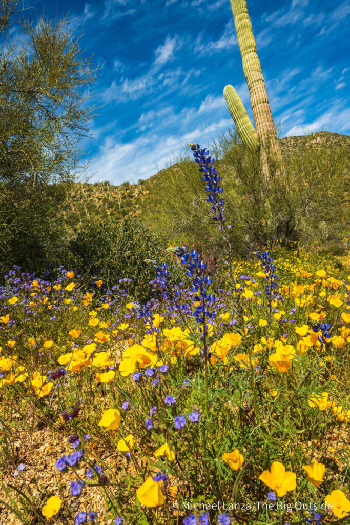 Wildflowers along the Arizona Trail's Passage 16 in the Gila River Canyon. Wildflowers along the Arizona Trail's Passage 16 in the Gila River Canyon.