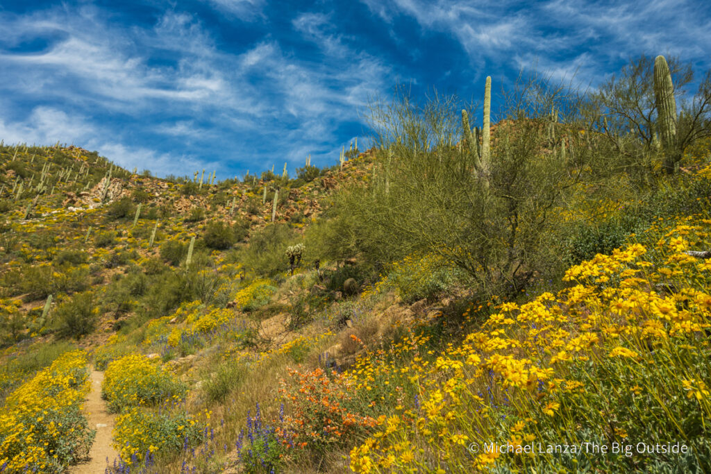 Wildflowers along the Arizona Trail's Passage 16 in the Gila River Canyon. Wildflowers along the Arizona Trail's Passage 16 in the Gila River Canyon.