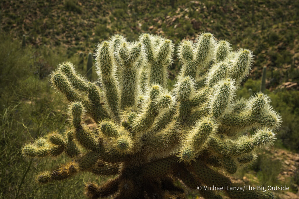Cholla cactus along the Arizona Trail's Passage 16 in the Gila River Canyon. Cholla cactus along the Arizona Trail's Passage 16 in the Gila River Canyon.