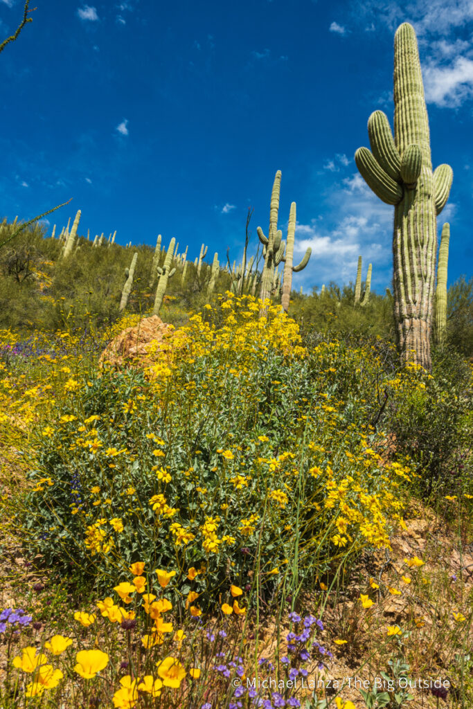 Wildflowers and saguaro along the Arizona Trail's Passage 16 in the Gila River Canyon. Wildflowers and saguaro along the Arizona Trail's Passage 16 in the Gila River Canyon.