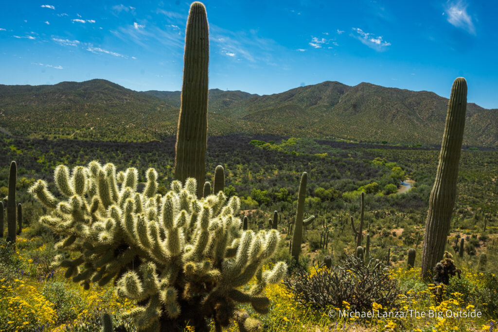 Cholla cactus and saguaro along the Arizona Trail's Passage 16 in the Gila River Canyon. Cholla cactus and saguaro along the Arizona Trail's Passage 16 in the Gila River Canyon.