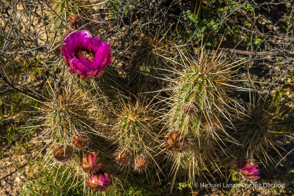 A cactus flower along the Arizona Trail's Passage 16 in the Gila River Canyon. A cactus flower along the Arizona Trail's Passage 16 in the Gila River Canyon.