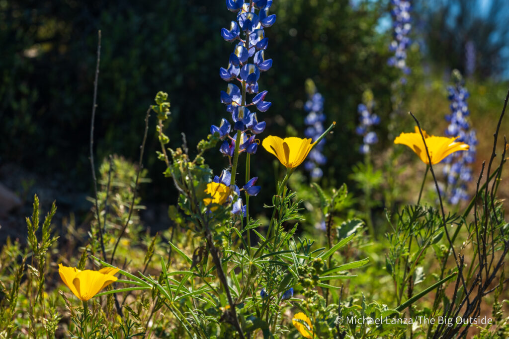 Wildflowers along the Arizona Trail's Passage 16 in the Gila River Canyon. Wildflowers along the Arizona Trail's Passage 16 in the Gila River Canyon.