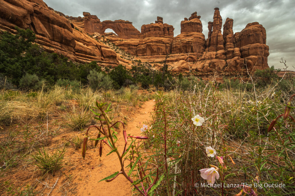 Wildflowers and Nevills Arch in Owl Canyon, Bears Ears National Monument, Utah.